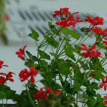 Le Jardin Apartamento