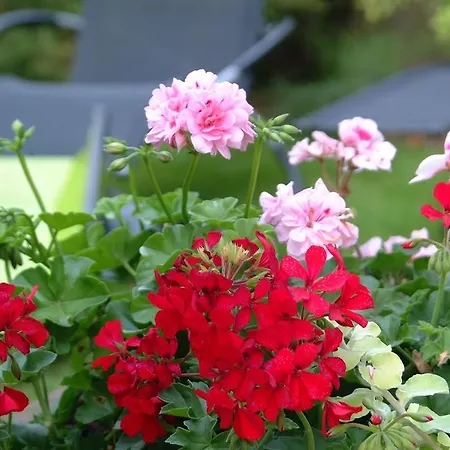 Le Jardin Lingolsheim