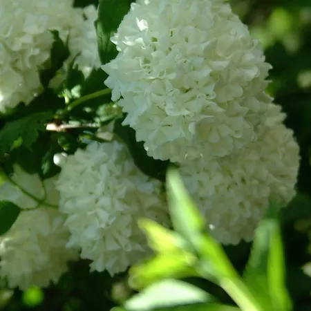 Apartamento Le Jardin Lingolsheim